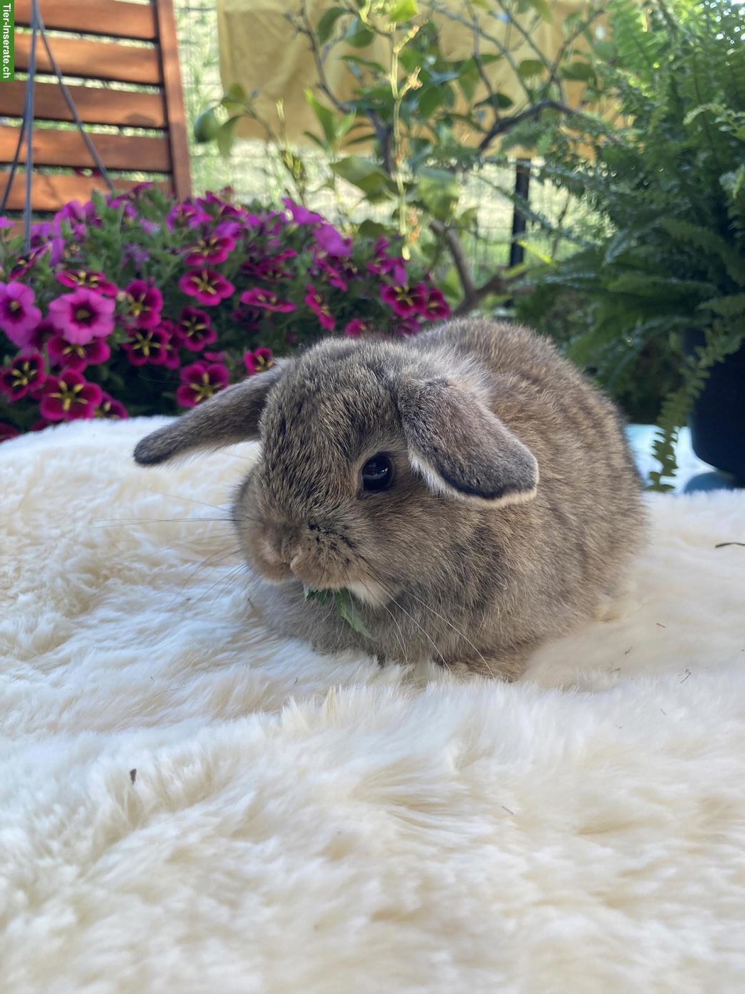 Bild 6: Herzige, junge Minilop x Hollandlop Zwergwidder