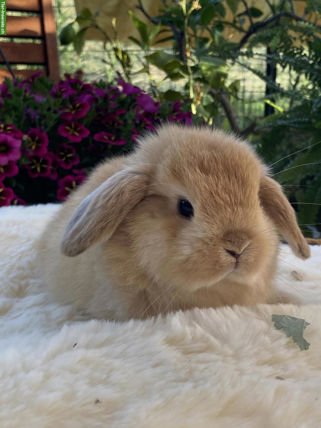 Bild 7: Herzige, junge Minilop x Hollandlop Zwergwidder