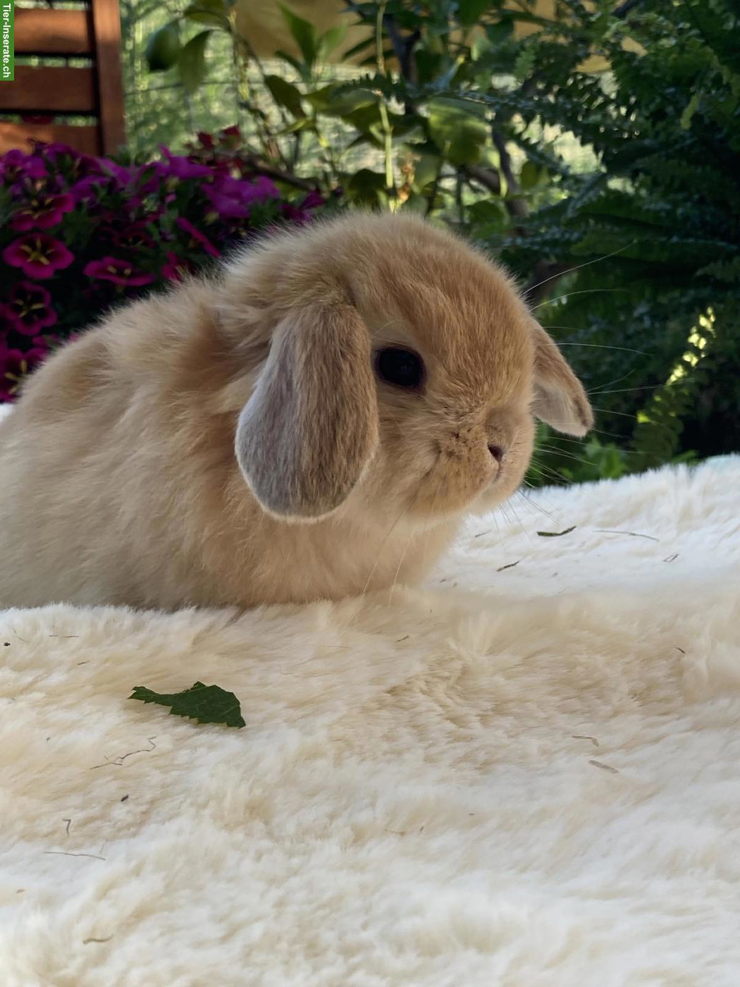 Bild 8: Herzige, junge Minilop x Hollandlop Zwergwidder