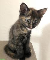Maine Coon Kitten, da kommt Freude ins Haus