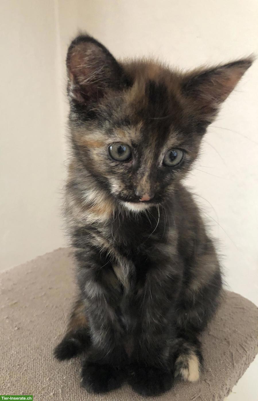 Bild 2: Maine Coon Kitten, da kommt Freude ins Haus