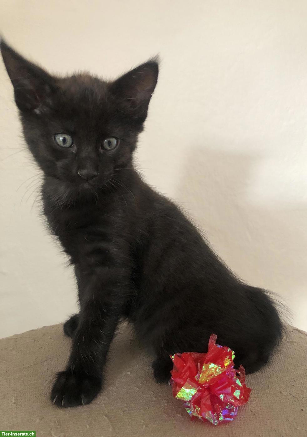 Bild 3: Maine Coon Kitten, da kommt Freude ins Haus