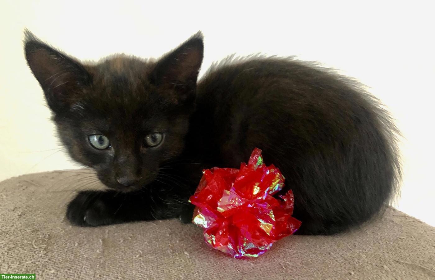 Bild 4: Maine Coon Kitten, da kommt Freude ins Haus