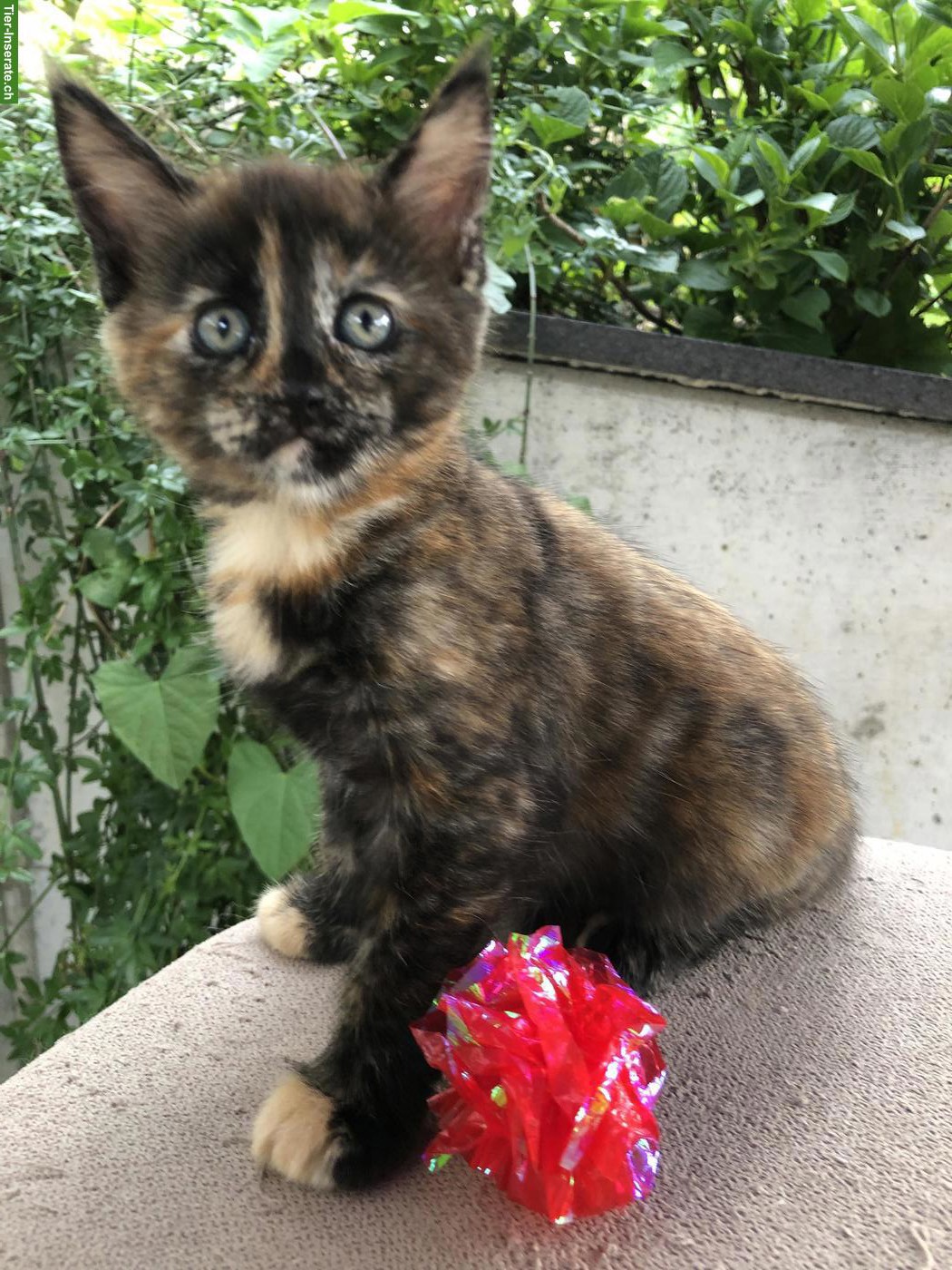 Bild 5: Maine Coon Kitten, da kommt Freude ins Haus