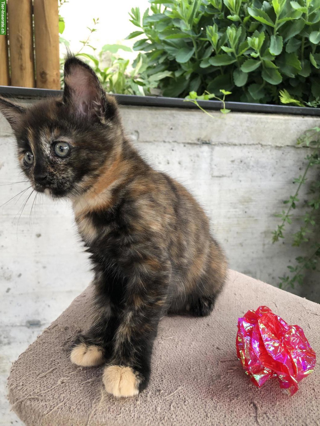 Bild 6: Maine Coon Kitten, da kommt Freude ins Haus