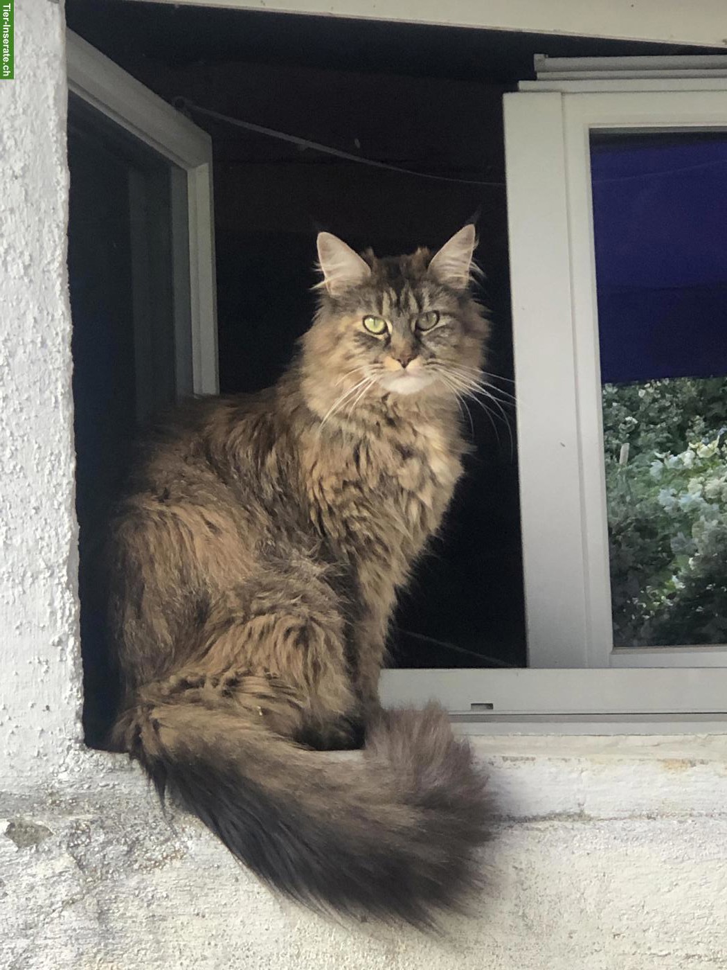 Bild 7: Maine Coon Kitten, da kommt Freude ins Haus