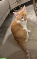 Suche rot-weisse Katze
