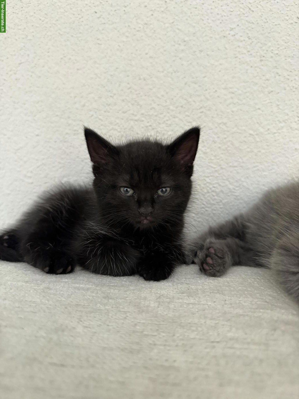 BKH Mix Kitten, schwarz