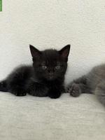 BKH Mix Kitten, schwarz