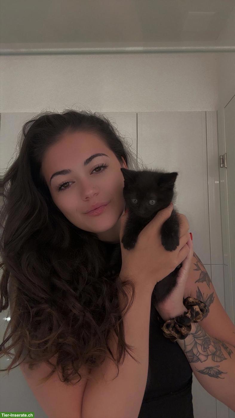 Bild 2: BKH Mix Kitten, schwarz