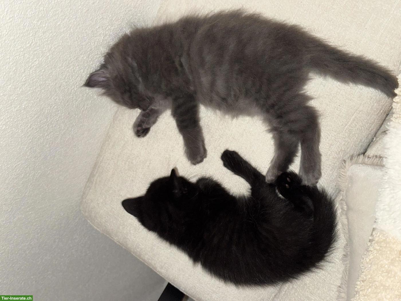 Bild 3: BKH Mix Kitten, schwarz