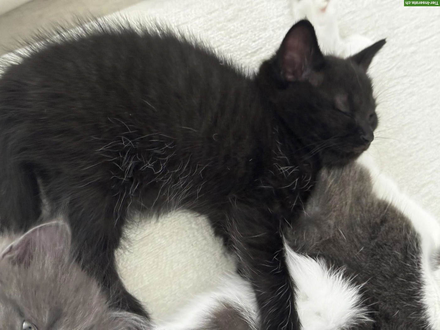 Bild 4: BKH Mix Kitten, schwarz