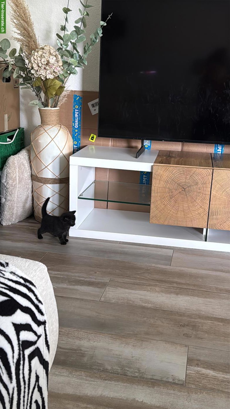 Bild 6: BKH Mix Kitten, schwarz