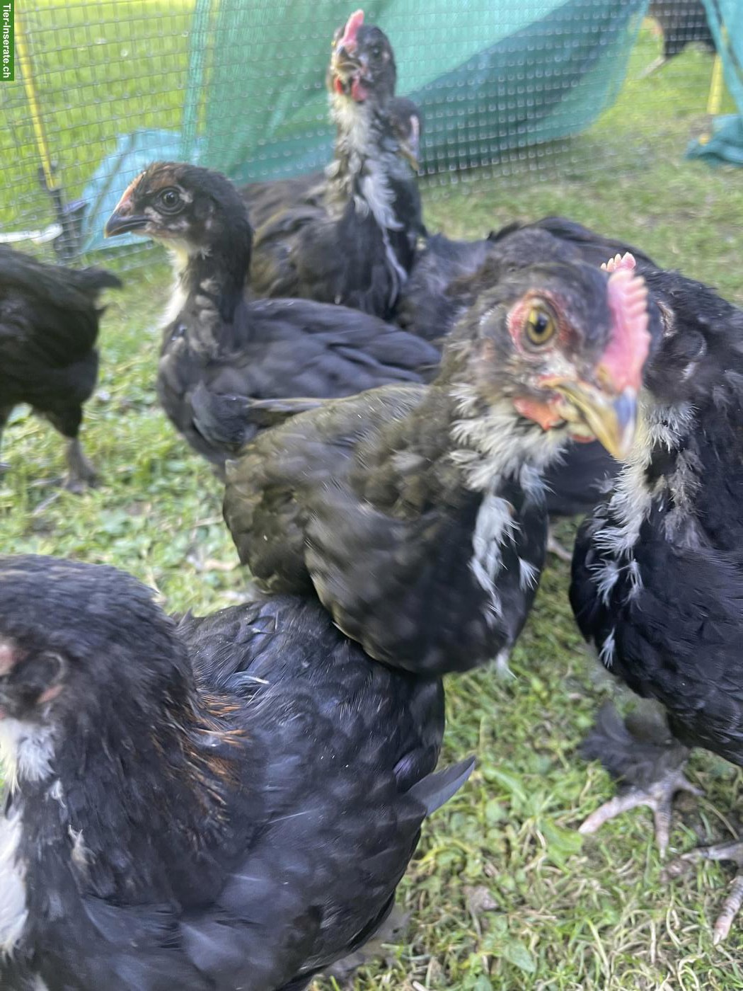 Hühner: Marans, Black Copper