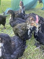 Hühner: Marans, Black Copper