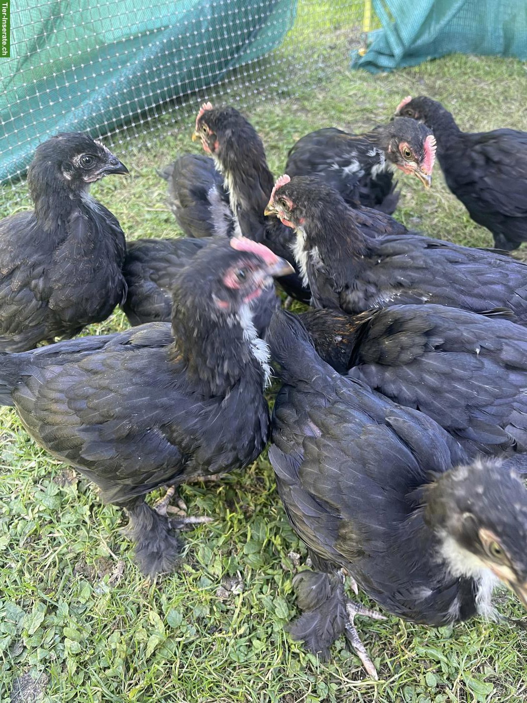 Bild 2: Hühner: Marans, Black Copper