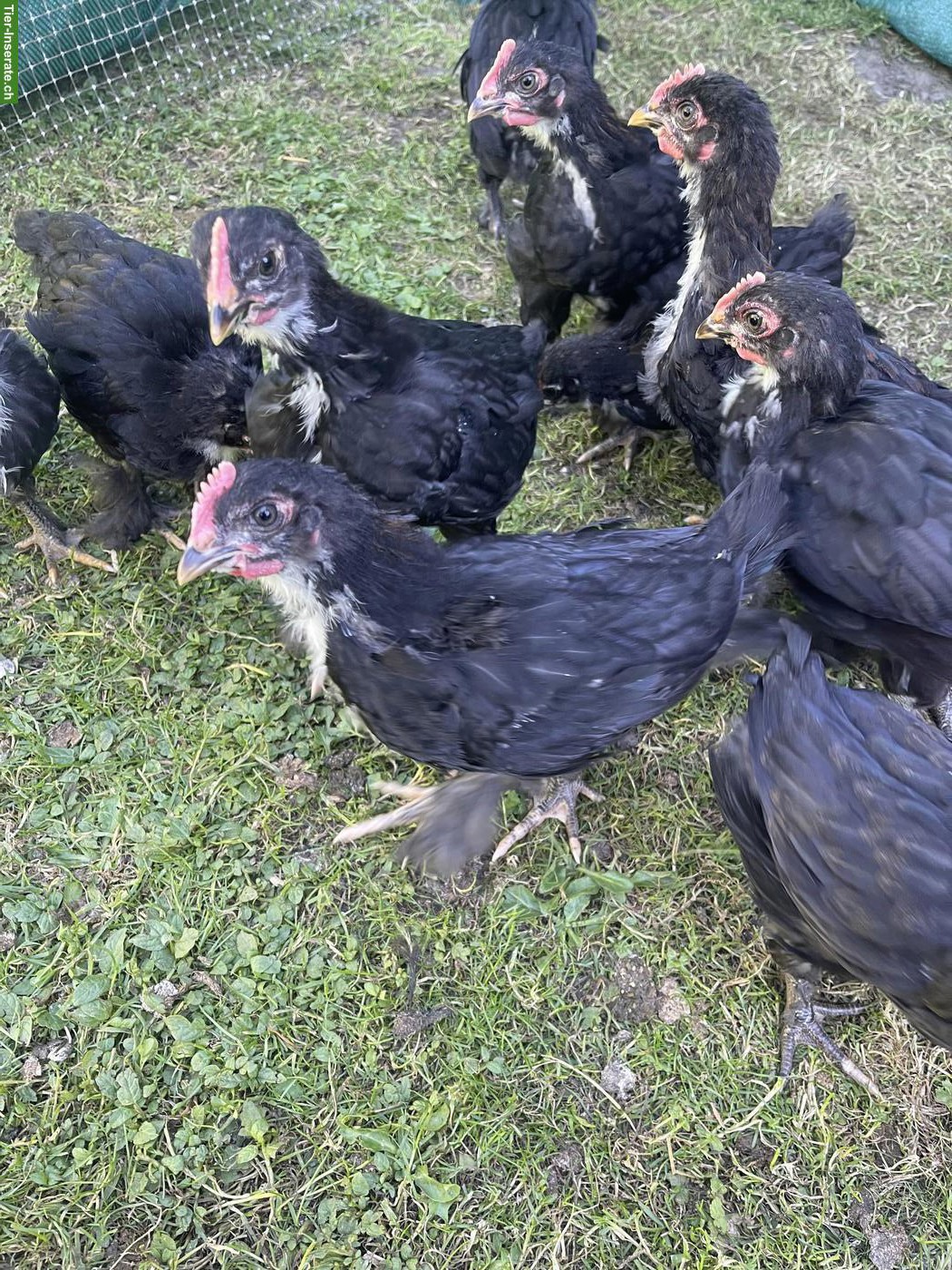 Bild 3: Hühner: Marans, Black Copper