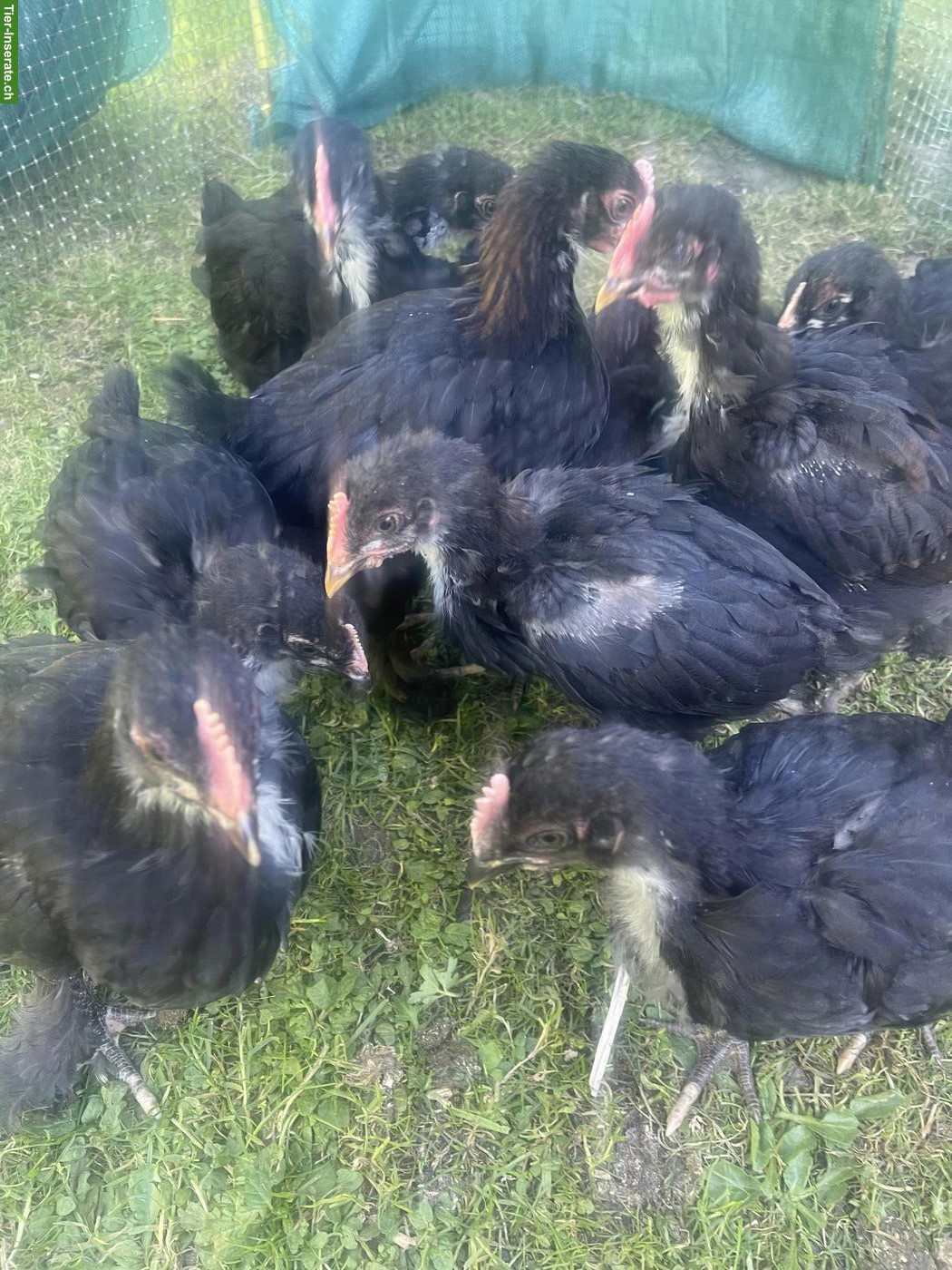 Bild 4: Hühner: Marans, Black Copper