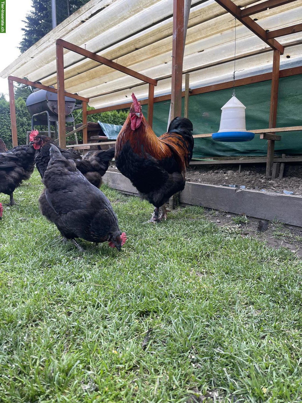 Bild 5: Hühner: Marans, Black Copper