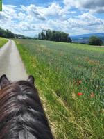 Biete Reitbeteiligung in Widen im Aargau