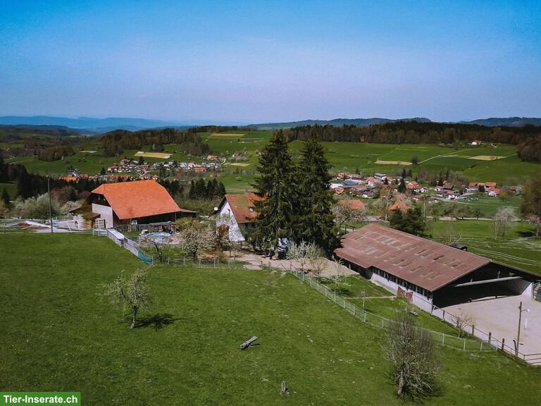 Freier Platz in harmonischer Wallachen-Gruppe im schönen Ruedertal