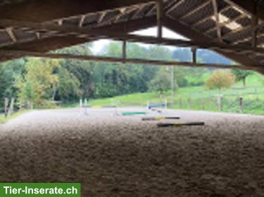 Bild 2: Freier Platz in harmonischer Wallachen-Gruppe im schönen Ruedertal