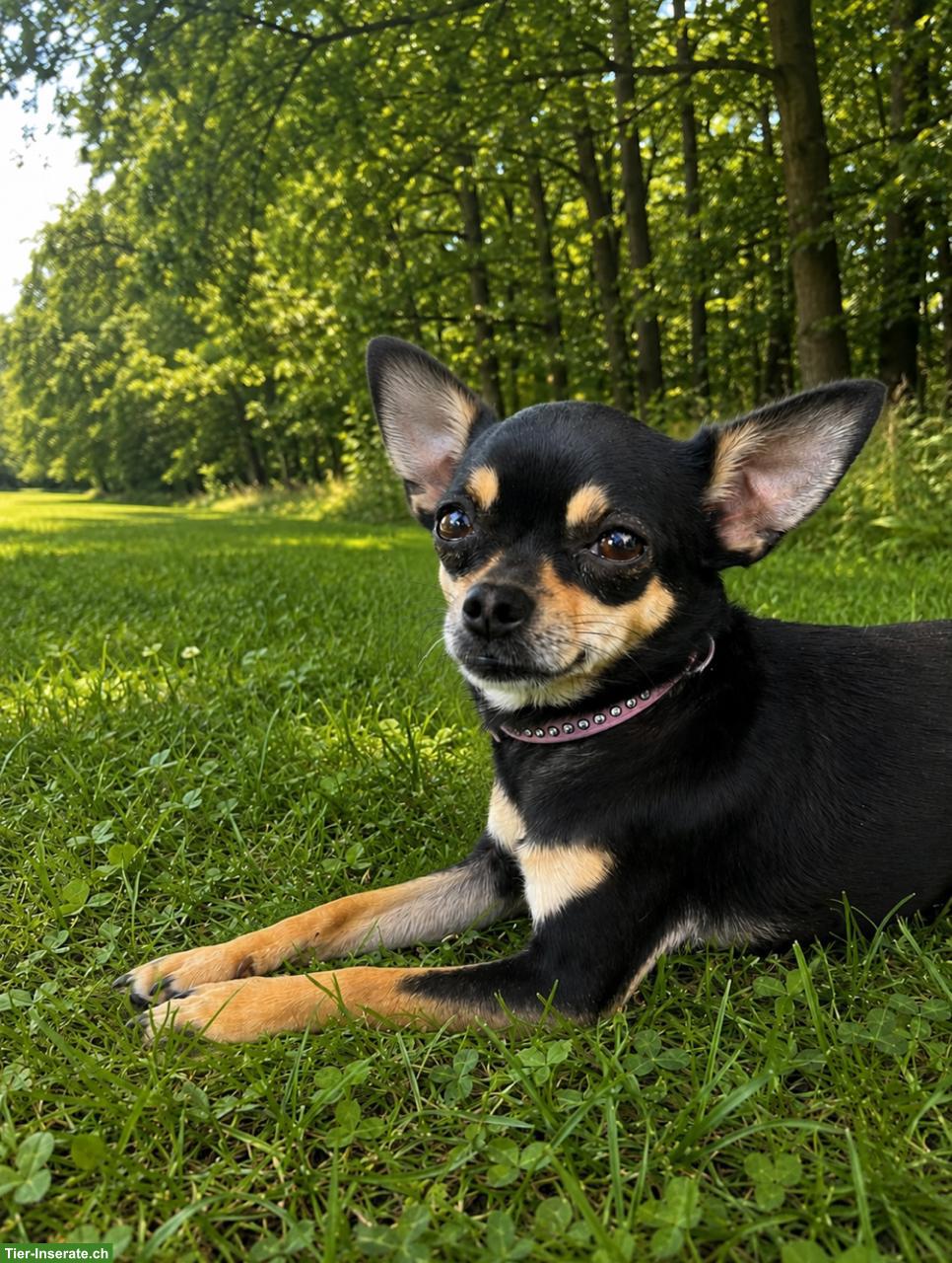Suche dringend Ferienplatz für 2 Chihuahua Hündinnen
