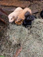 Meerschweinchen Weibchen und Männchen zu verkaufen