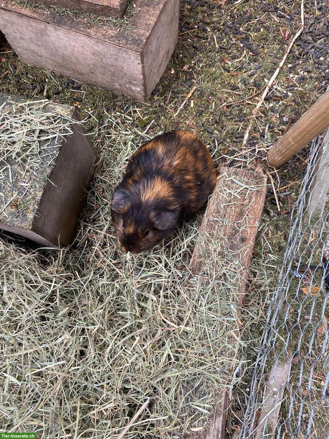Bild 2: Meerschweinchen Weibchen und Männchen zu verkaufen