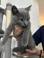 Britisch Kurzhaar Kitten, Kater sucht liebevolles Zuhause 🐾