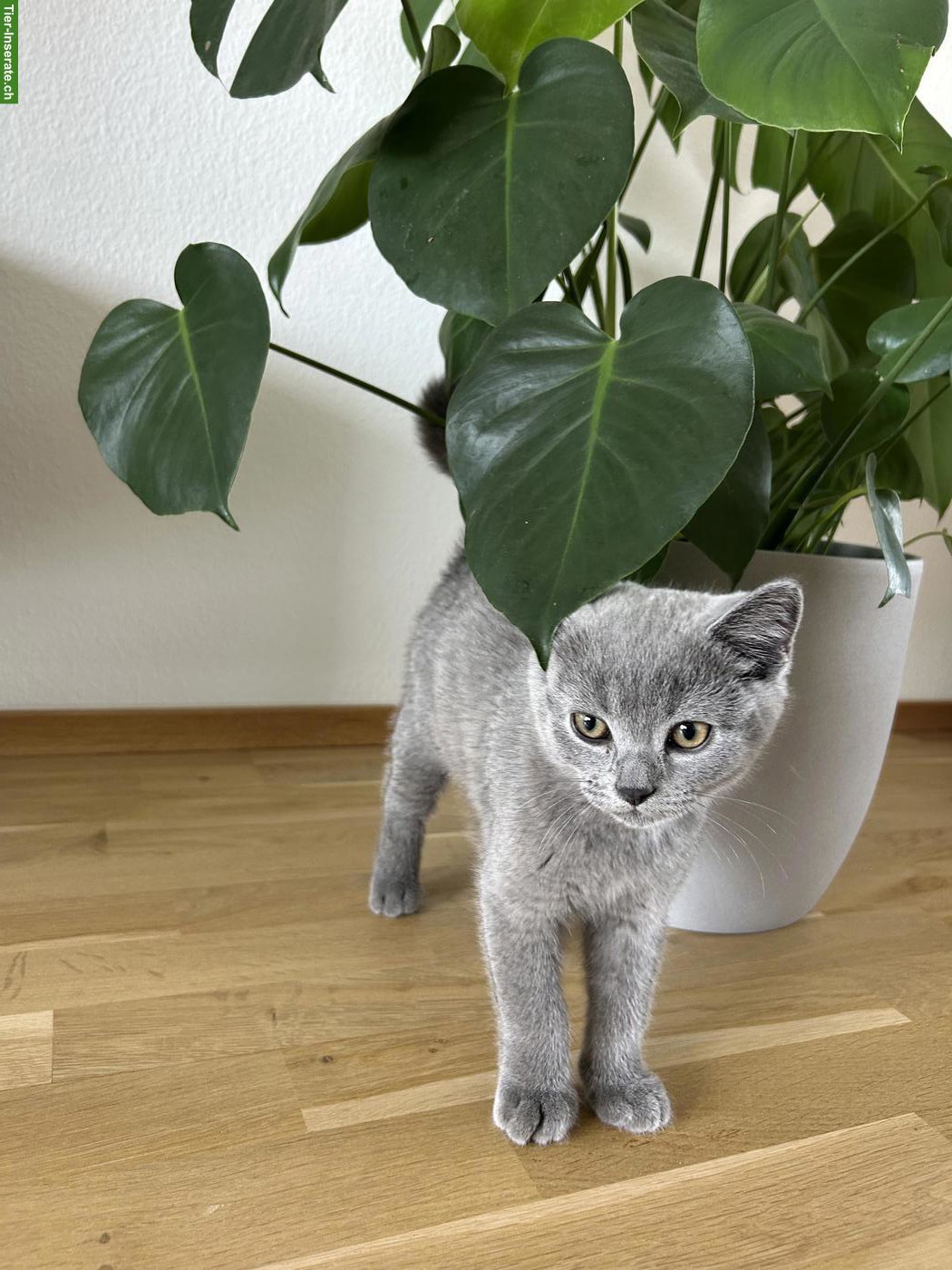 Bild 2: Britisch Kurzhaar Kitten, Kater sucht liebevolles Zuhause 🐾