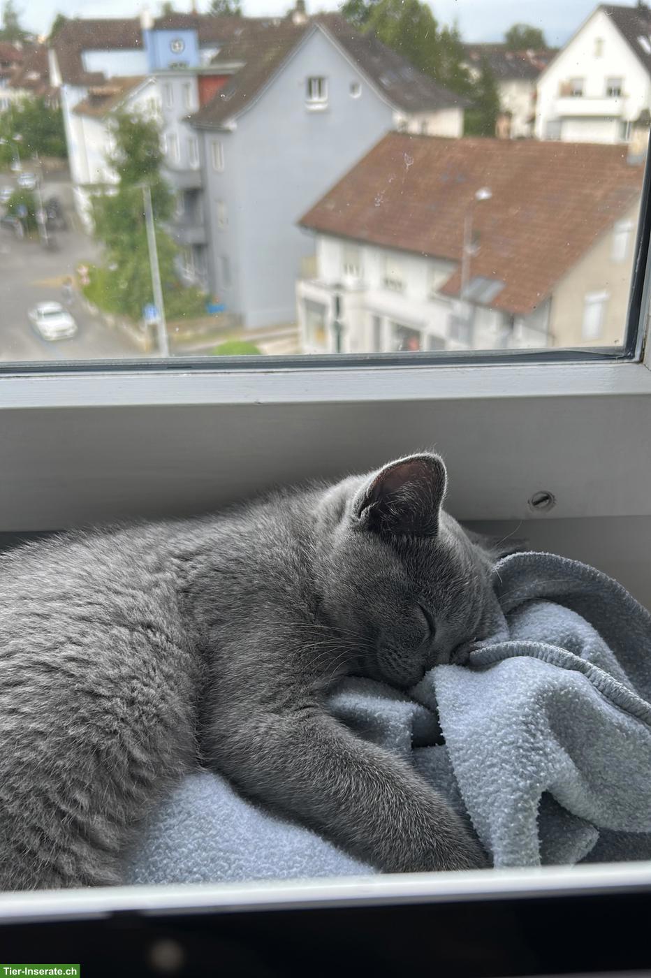 Bild 3: Britisch Kurzhaar Kitten, Kater sucht liebevolles Zuhause 🐾