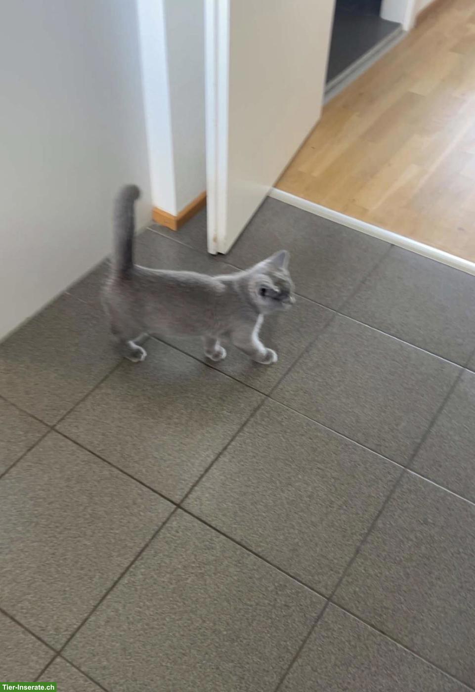Bild 4: Britisch Kurzhaar Kitten, Kater sucht liebevolles Zuhause 🐾