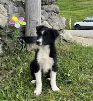 Border Collie Welpen, Rüde und Hündinnen