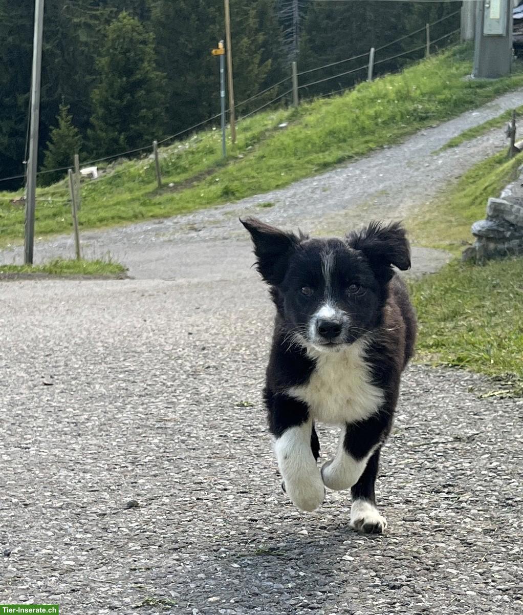 Bild 2: Border Collie Welpen, Rüde und Hündinnen