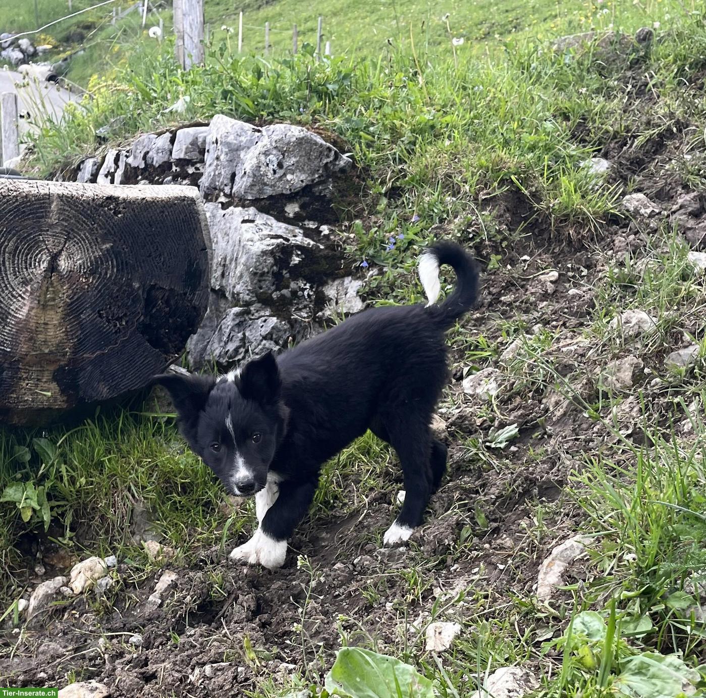 Bild 3: Border Collie Welpen, Rüde und Hündinnen