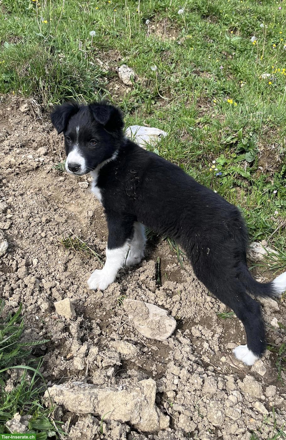 Bild 4: Border Collie Welpen, Rüde und Hündinnen