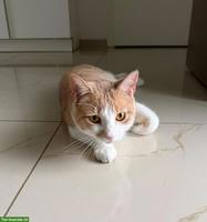Verschmuster Kater, rot-weiss getigert
