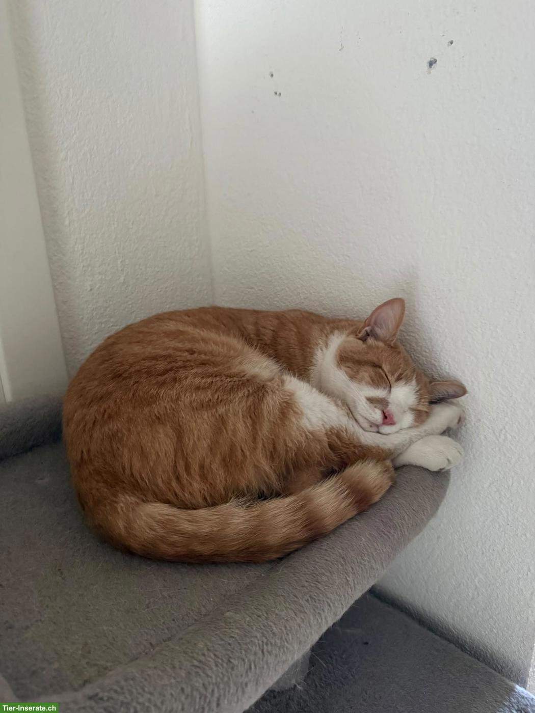 Bild 3: Verschmuster Kater, rot-weiss getigert