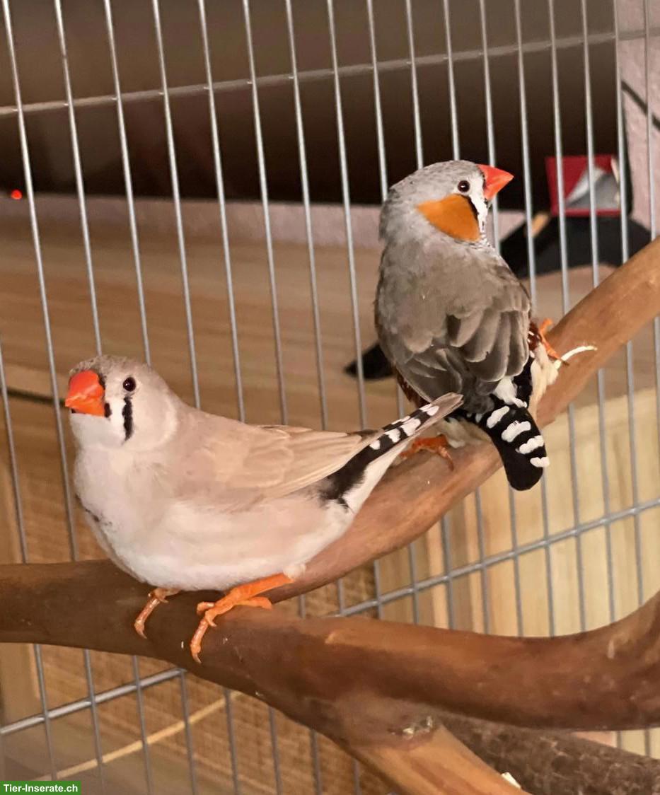 Junge Zebrafinken zu verkaufen, mit Käfig