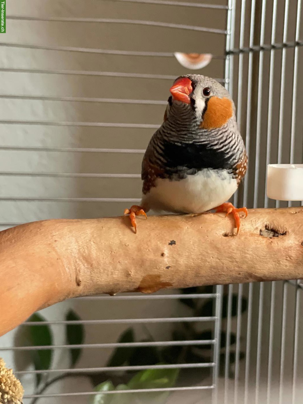 Bild 3: Junge Zebrafinken zu verkaufen, mit Käfig