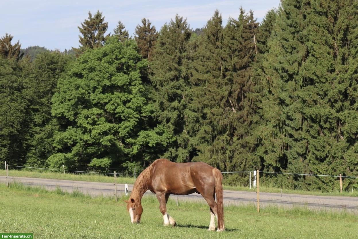 Bild 4: Toller Freiberger Wallach als Beistellpferd