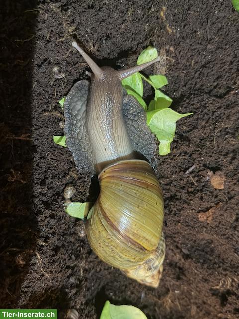 Achatschnecken-Babys (Achatina fulica) mit Handbuch & Starterset