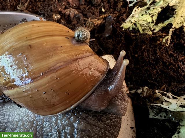 Bild 2: Achatschnecken-Babys (Achatina fulica) mit Handbuch & Starterset