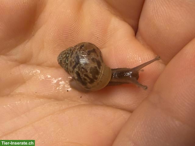 Bild 3: Achatschnecken-Babys (Achatina fulica) mit Handbuch & Starterset