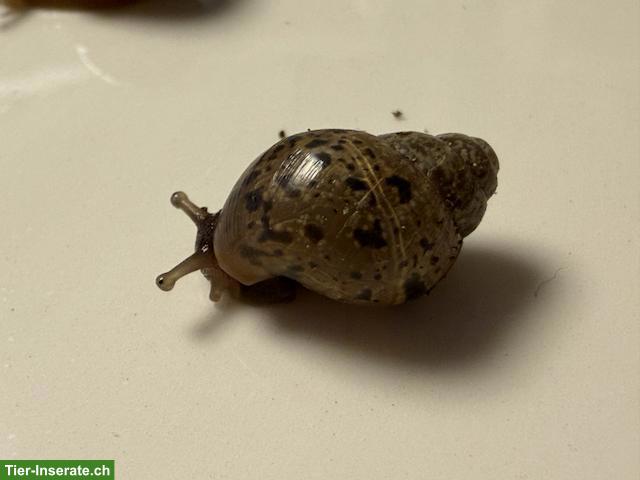 Bild 5: Achatschnecken-Babys (Achatina fulica) mit Handbuch & Starterset