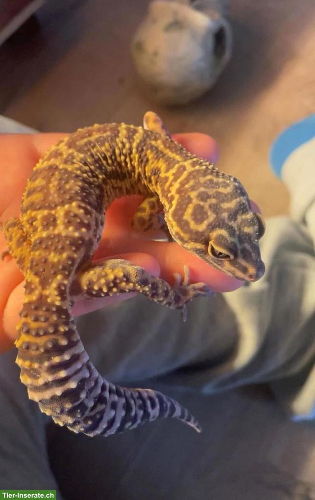 3 Leopardgeckos inkl. Terrarium + Zubehör zu verkaufen