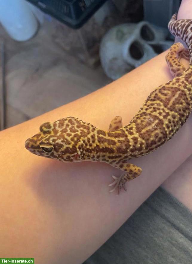 Bild 2: 3 Leopardgeckos inkl. Terrarium + Zubehör zu verkaufen