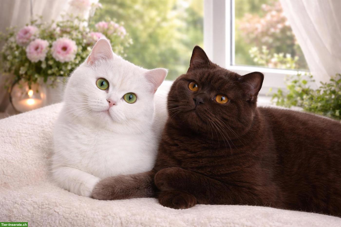 Bild 5: Britisch Langhaar Katerchen mit 1. + 2. Impfung, entwurmt