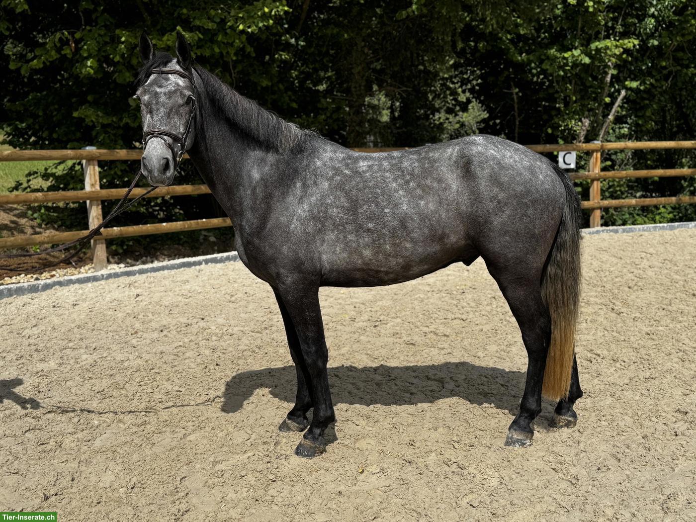 Bild 2: Grosser, ruhiger Connemara Wallach, Therapiepony
